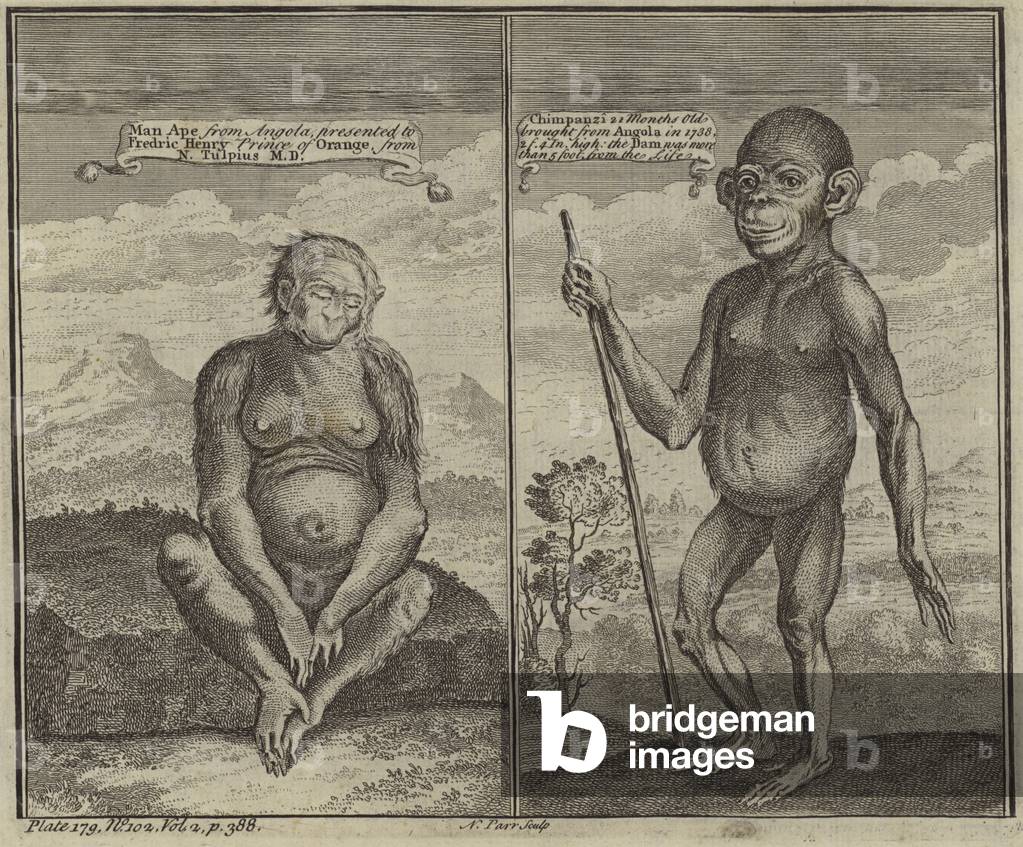 Primates from Angola (engraving)