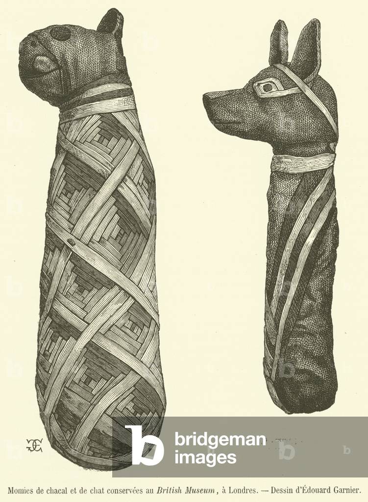 Momies de chacal et de chat conservees au British Museum, a Londres (engraving)
