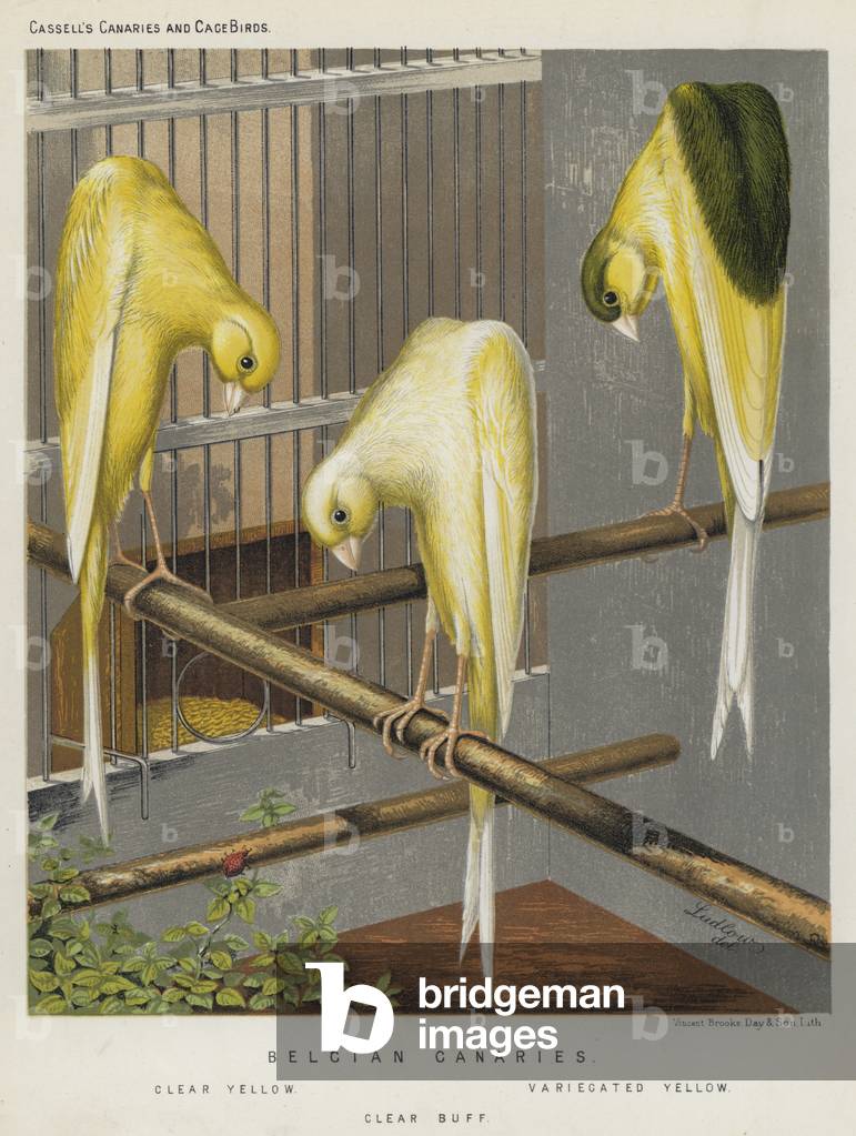 Belgian Canaries, Clear Yellow, Variecated Yellow, Clear Buff (colour litho)