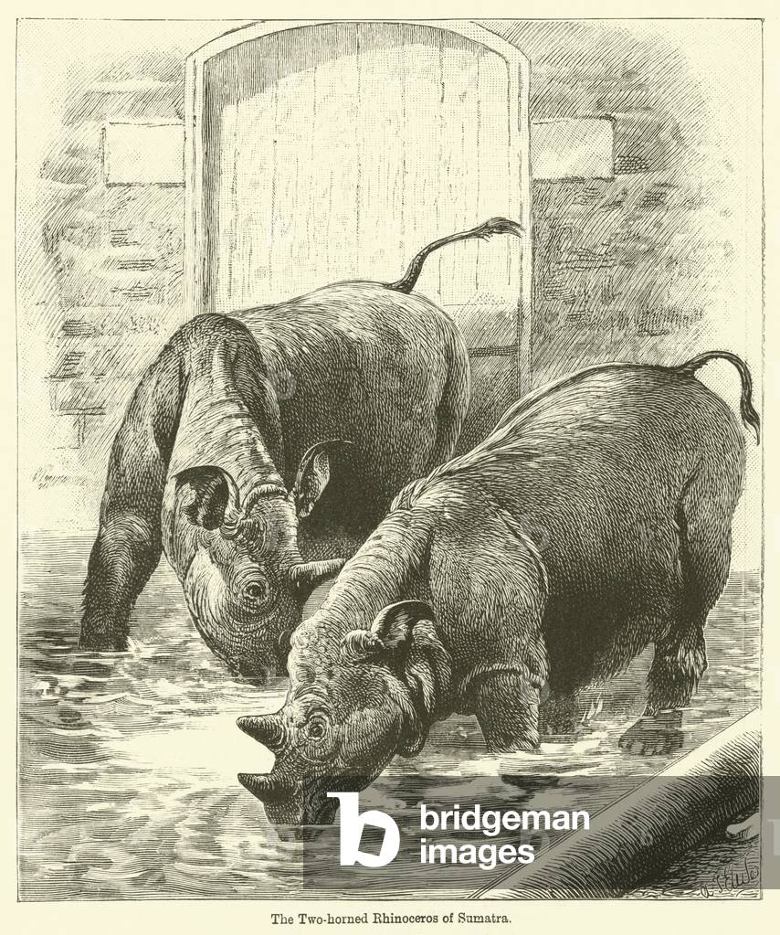 The Two-horned Rhinoceros of Sumatra (engraving)