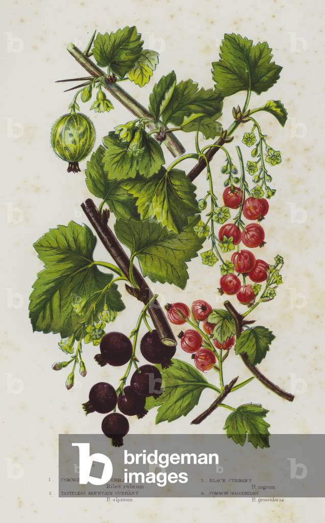 Flowering Plants of Great Britain: Common or Red Currant, Tasteless Mountain Currant, Black Currant, Common Gooseberry (colour litho)