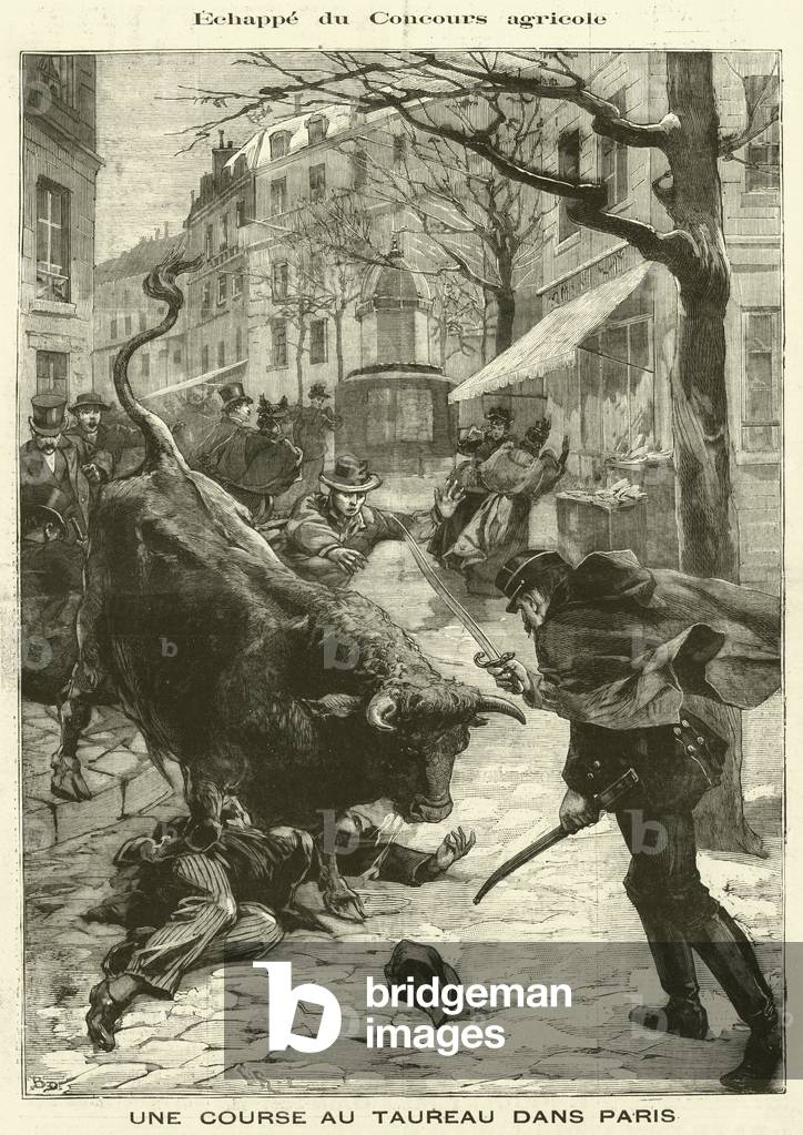 A bull escaped from an agricultural show on the rampage in Paris (engraving)