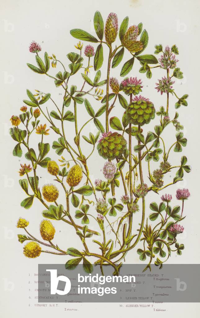 The Flowering Plants of Great Britain, c.1880 (litho)