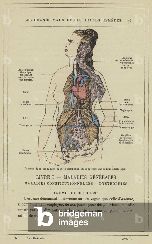 Organes de la production et de la circulation du sang chez une femme chlorotique (colour litho)