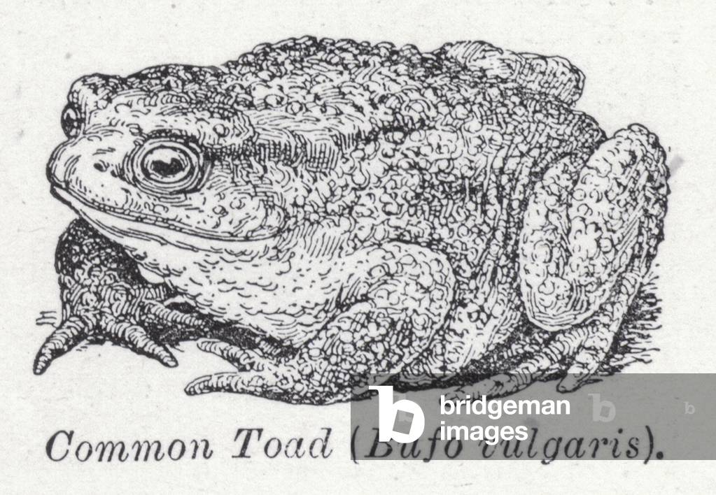 Common toad, Bufo vulgaris (litho)