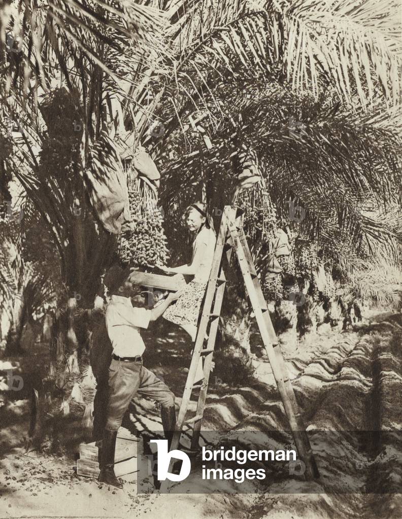 Fruit picking from date palms in California (b/w photo)
