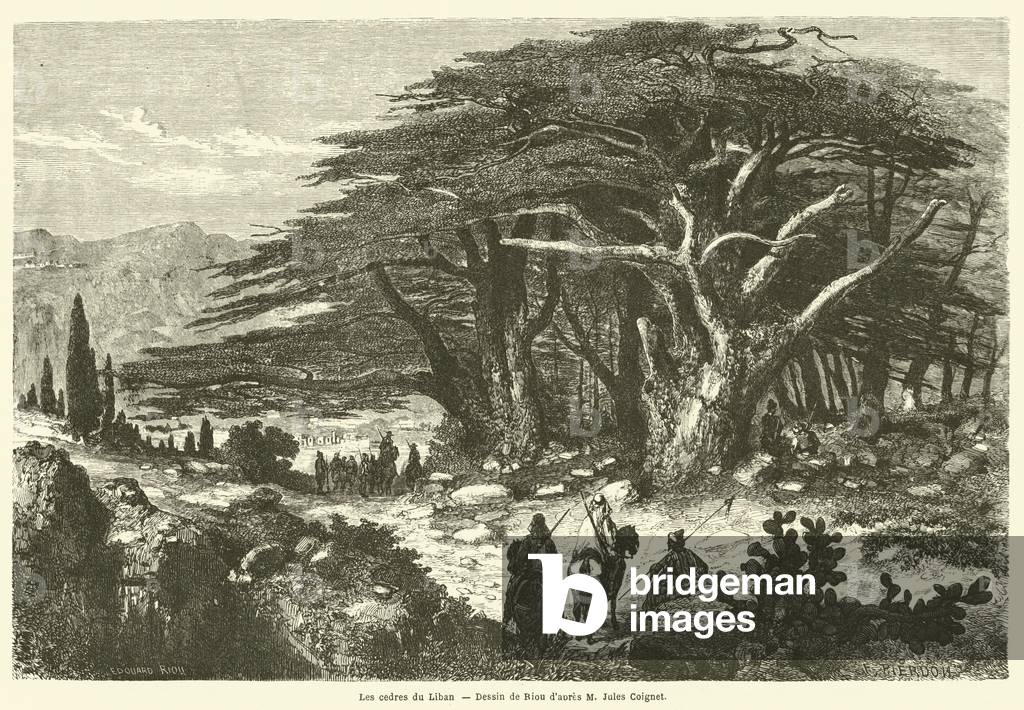 Les cedres du Liban (engraving)