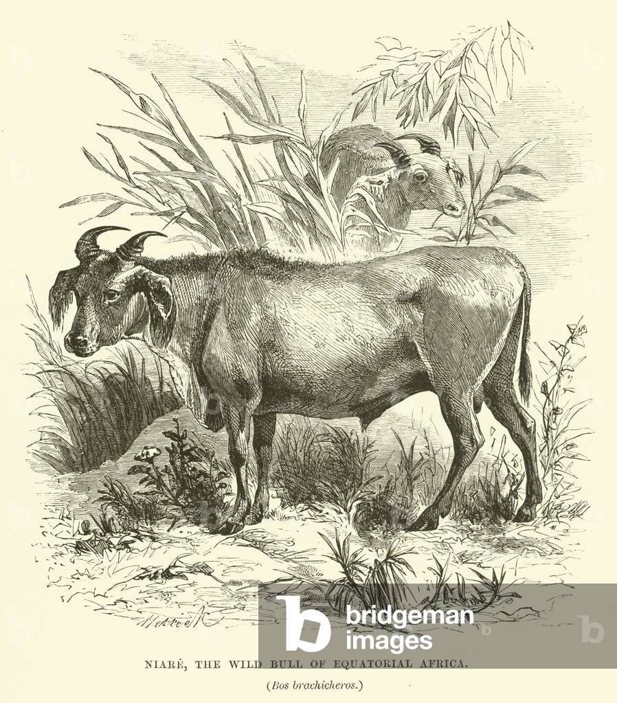 Niare, the Wild Bull of Equatorial Africa, Bos brachicheros (engraving)