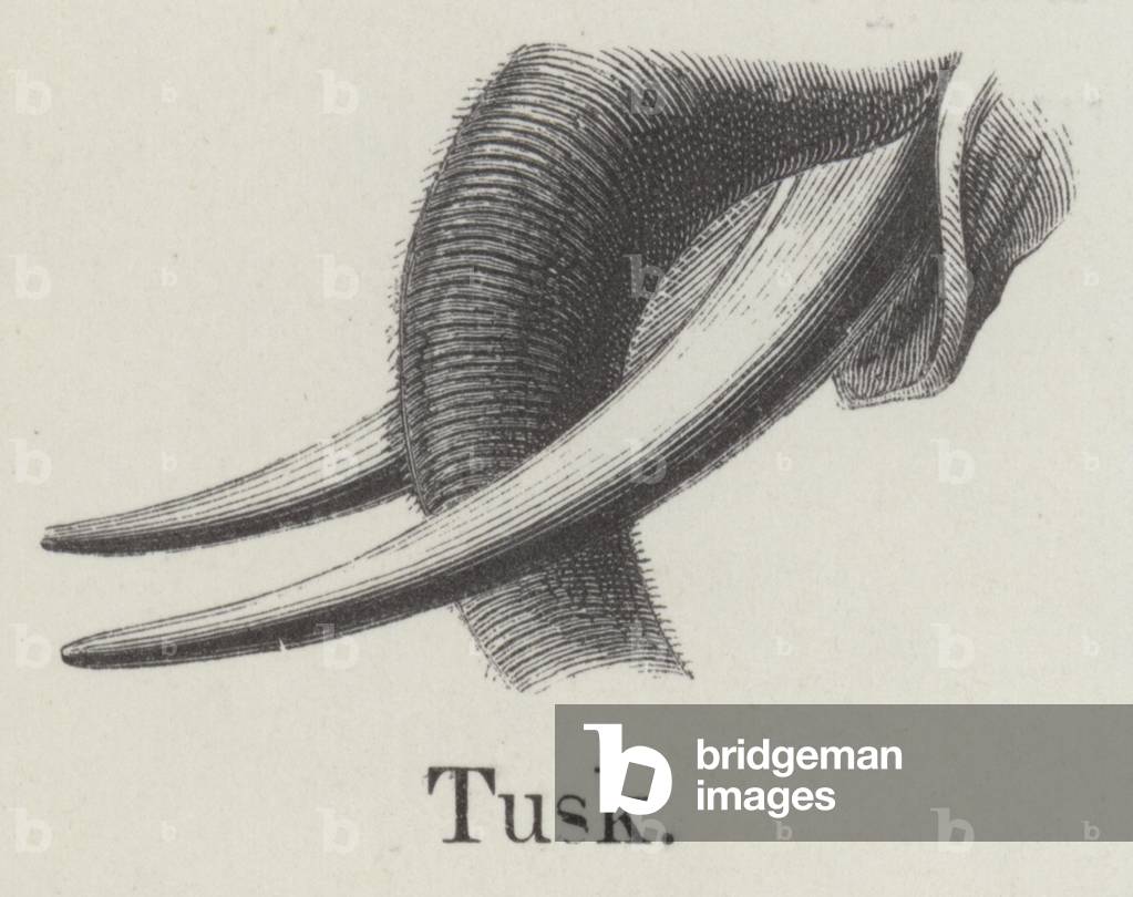 Tusk (engraving)