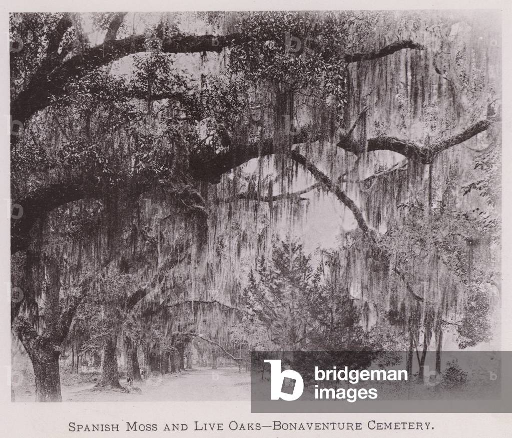Spanish Moss and Live Oaks, Bonaventure Cemetery (b/w photo)