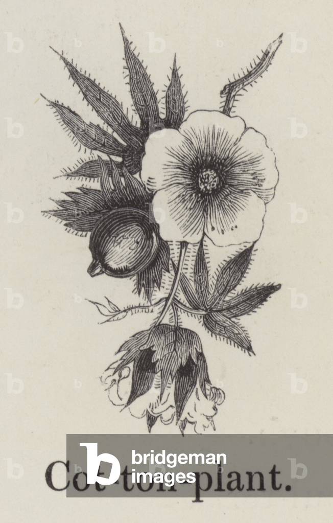 Cotton plant (engraving)