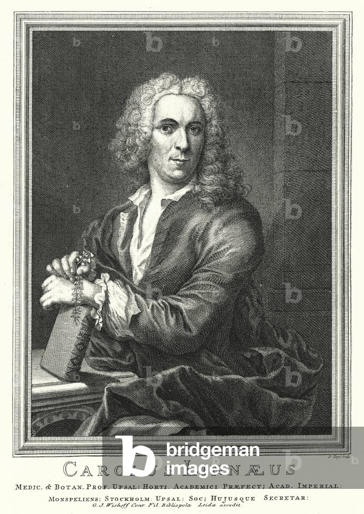 Carl Linnaeus, Swedish botanist and zoologist (engraving)