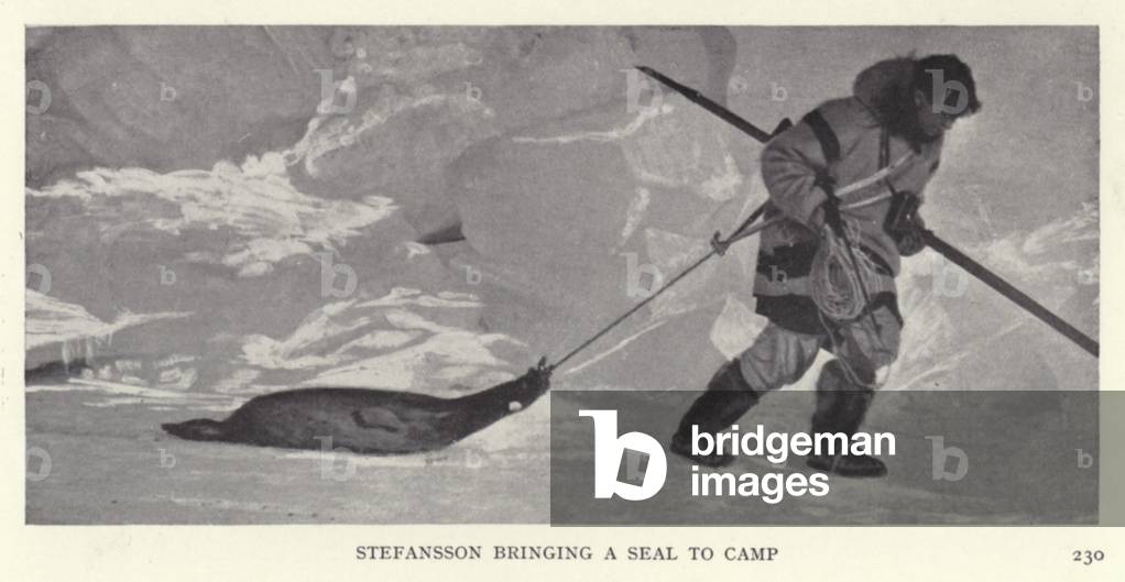 Stefansson bringing a seal to camp (b/w photo)