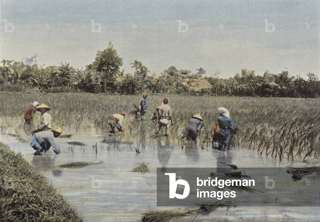 Recolte Du Riz (colour photo)