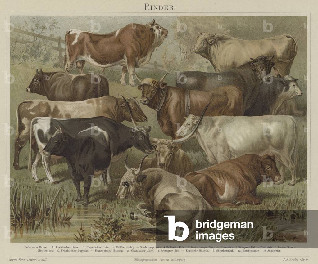 Cattle (colour litho)