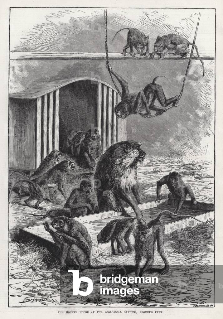 The Monkey House at the Zoological Gardens, Regent's Park (engraving)