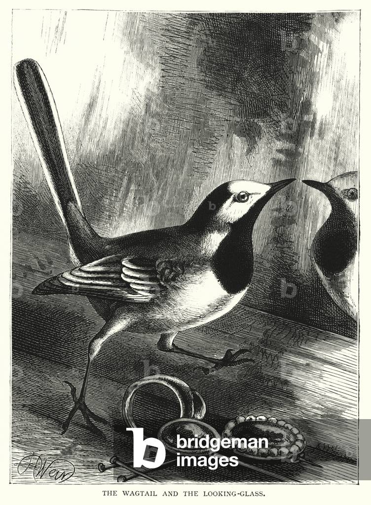 The Wagtail and the Looking-Glass (engraving)