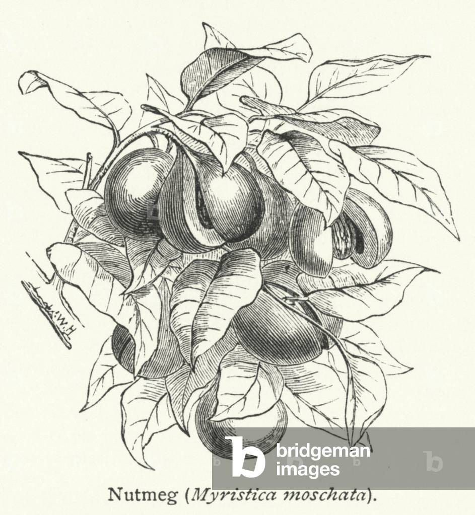 Nutmeg (Myristica moschata) (engraving)