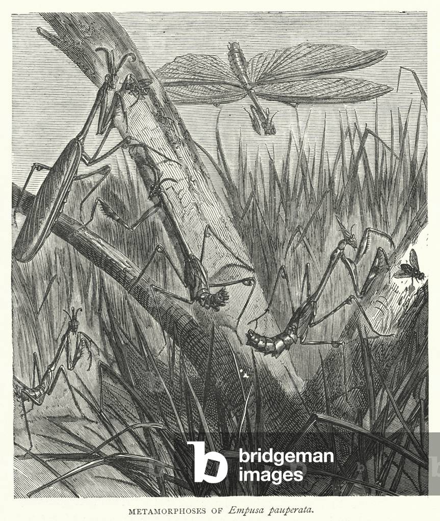 Metamorphoses of Empusa pauperata (engraving)