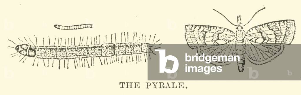 The Pyrale (engraving)