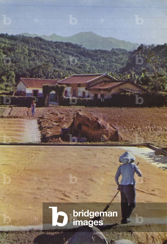 Taiwan: Rice harvest spread out to dry, 1963 (photo)