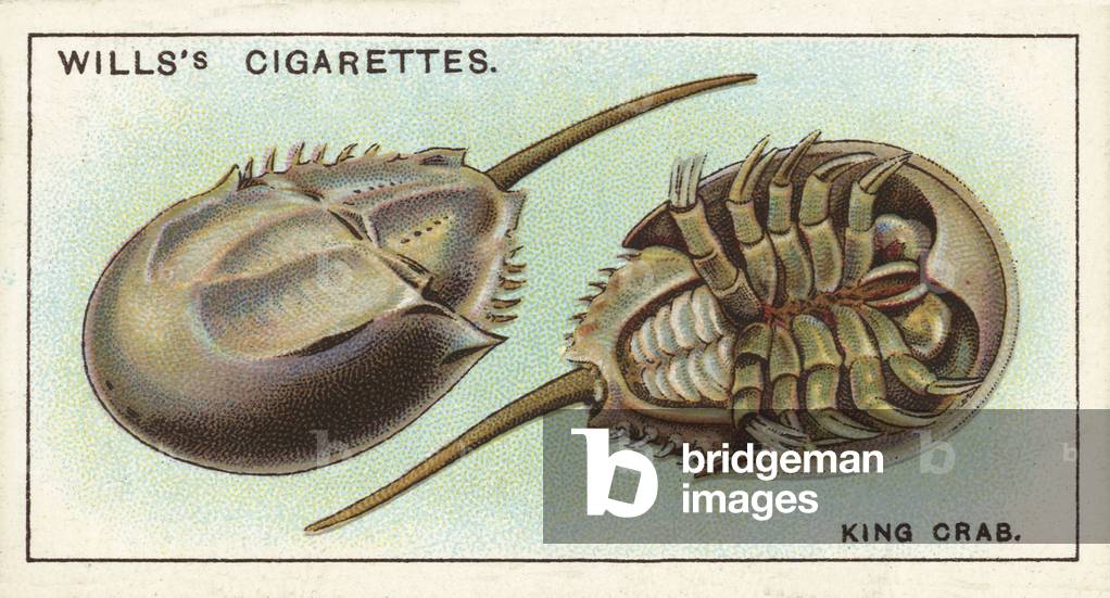 The King Crab, a strange link with the remote past (chromolitho)