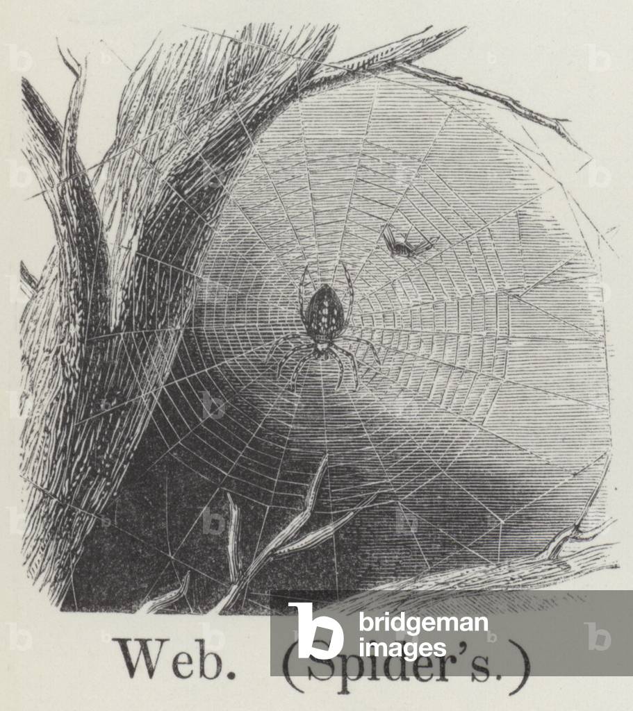 Web (Spider's) (engraving)