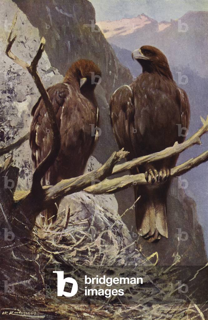 Golden Eagle (colour litho)