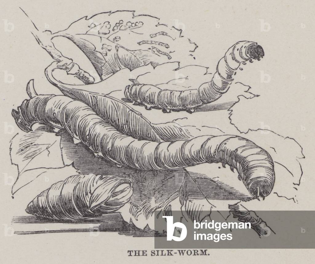 The silk worm (colour litho)