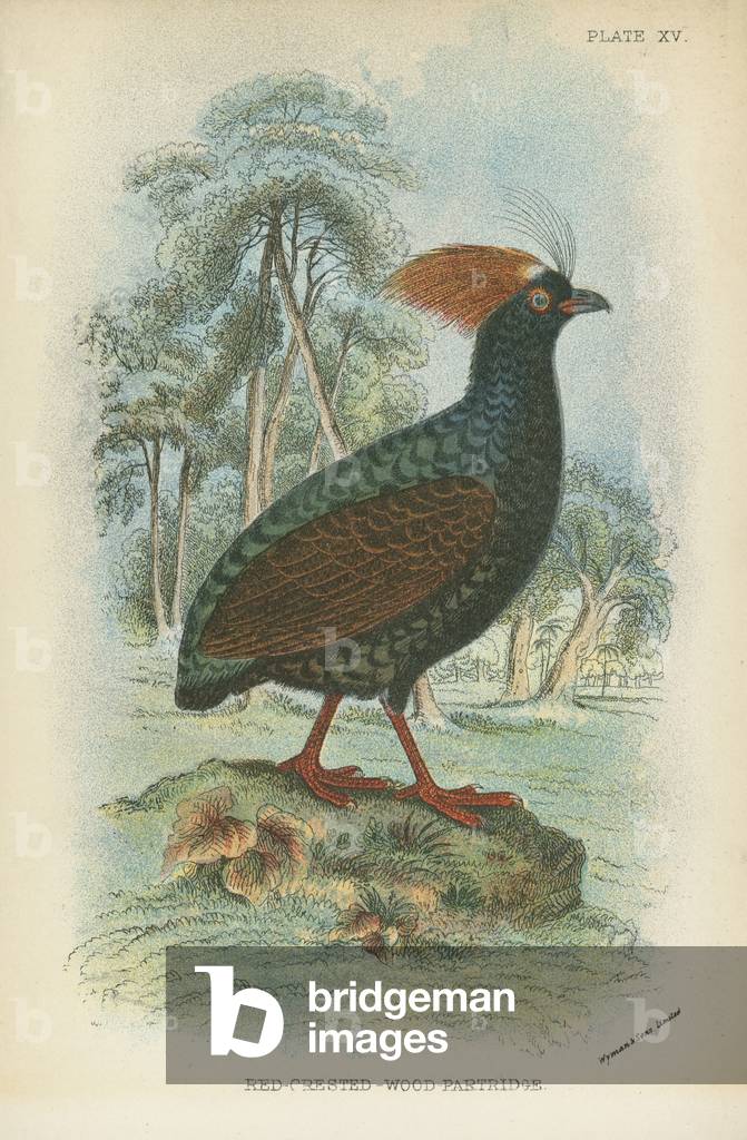 Red-Crested-Wood-Partridge