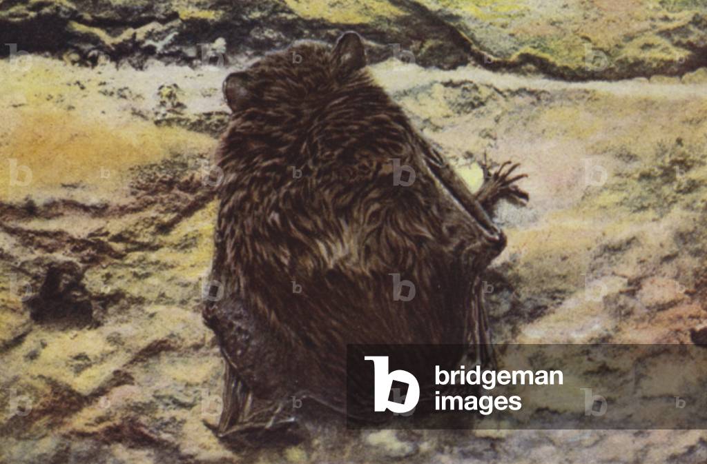Leisler's Bat, Nyctalus leisleri (coloured photo)