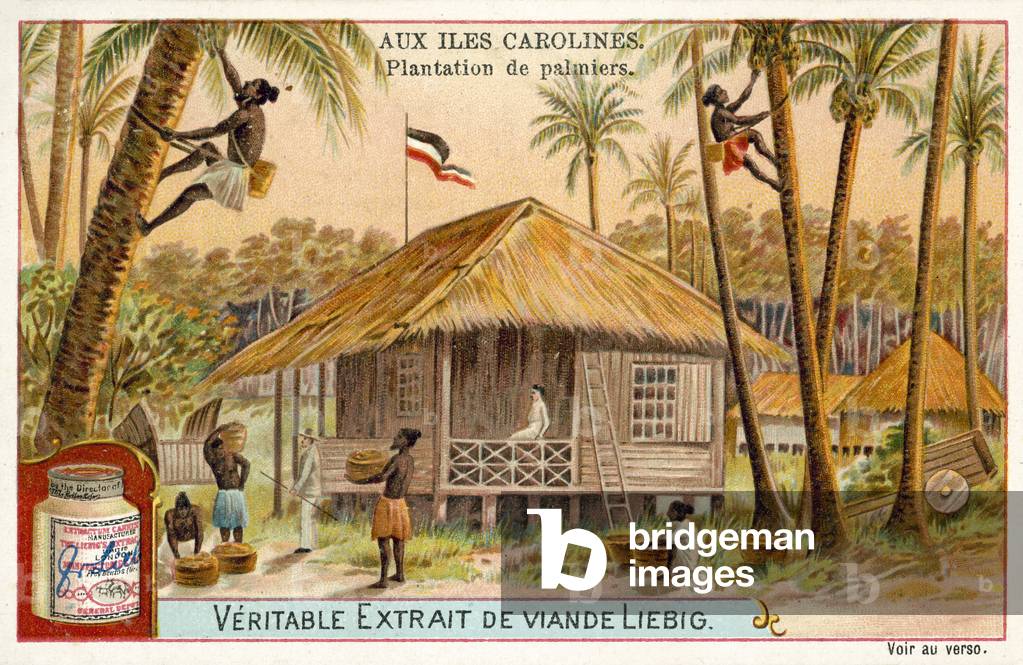 Palm plantation, Caroline Islands (chromolitho)