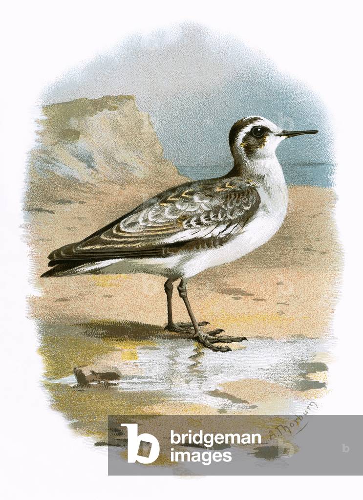 Grey Phalarope