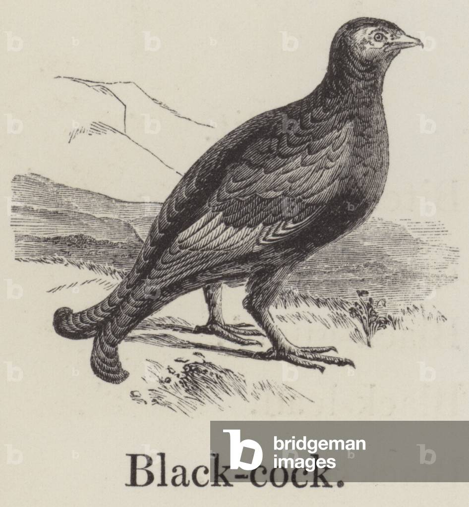 Blackcock (engraving)