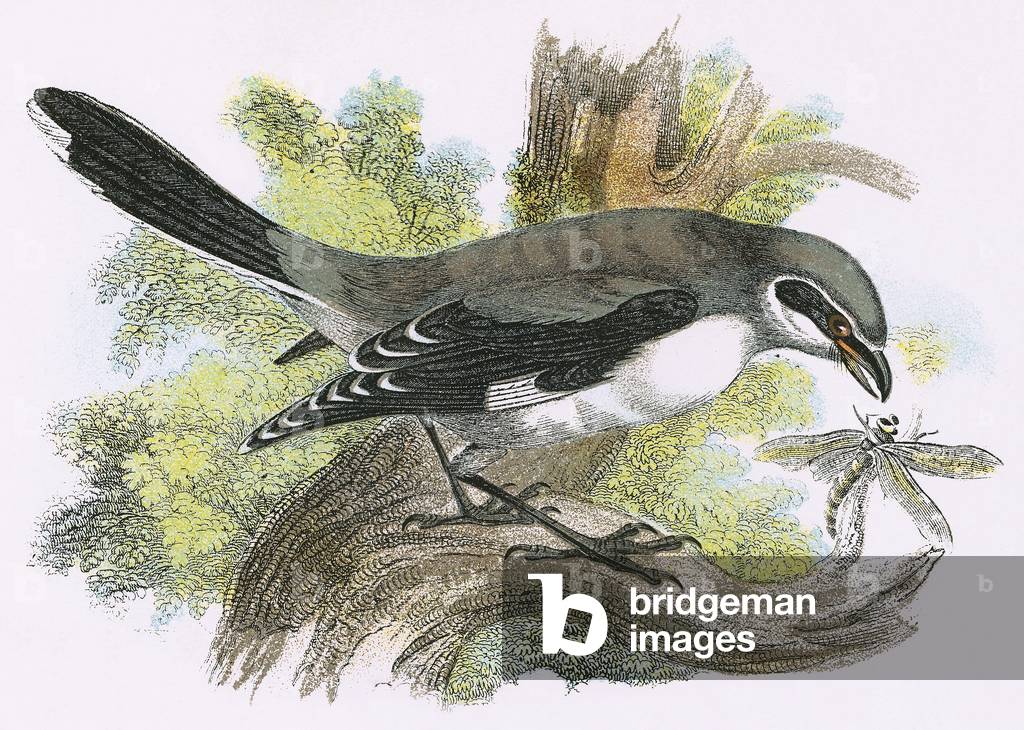 "Grey Shrike" di English School