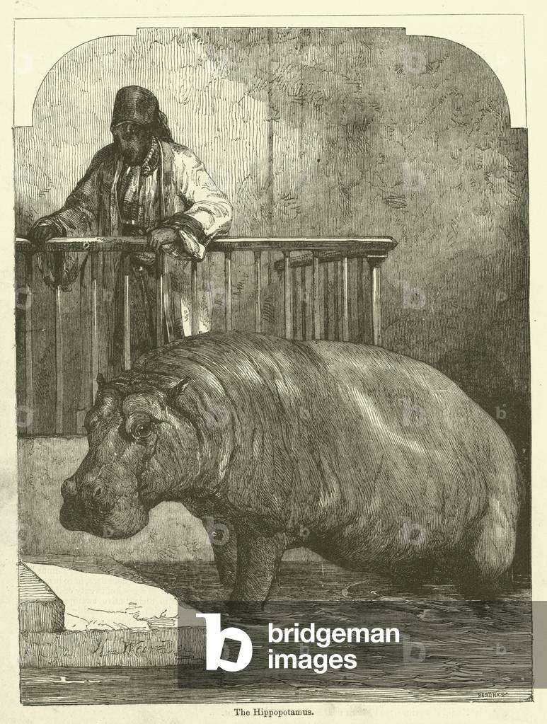 The Hippopotamus (engraving)