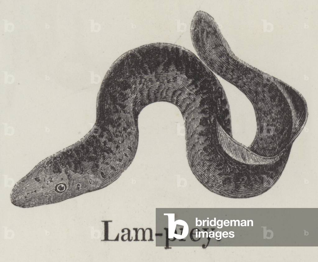 Lamprey (engraving)
