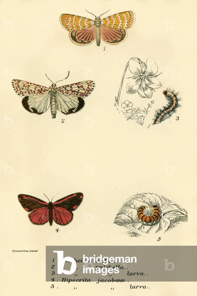 Schmetterlinge