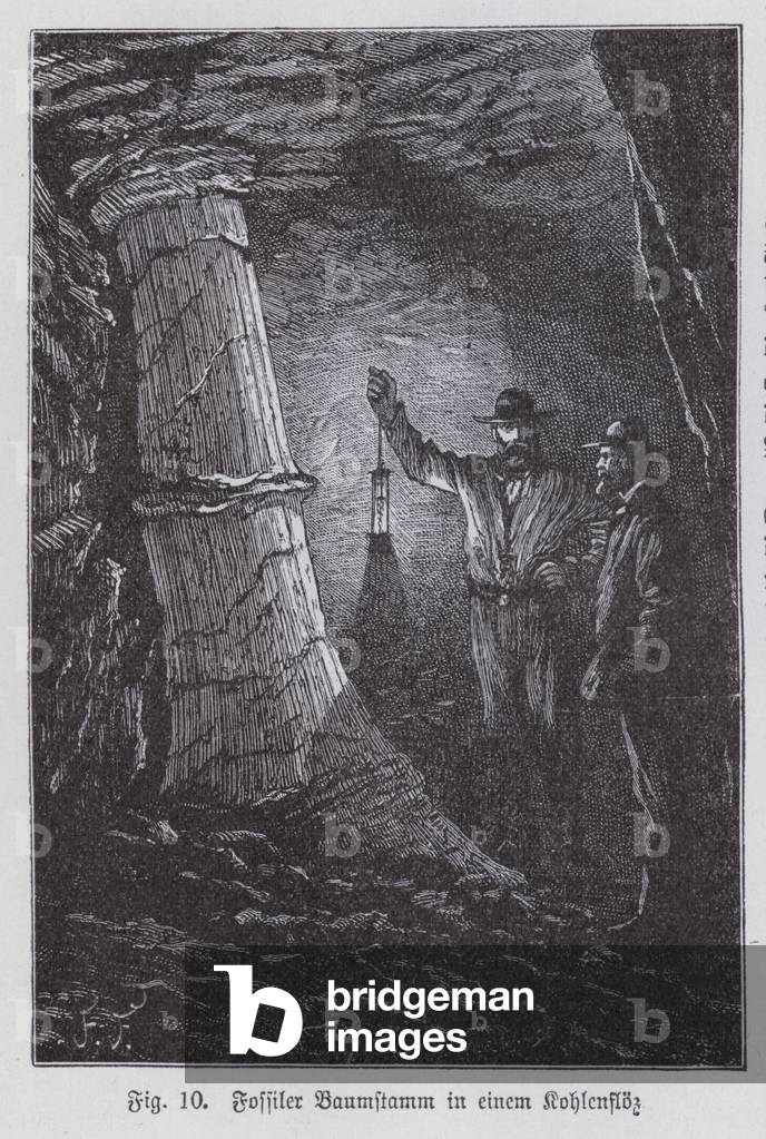 Fossilised tree trunk in a seam of coal in a mine (litho)