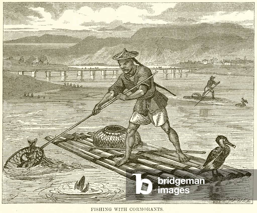 Fishing with Cormorants (engraving)