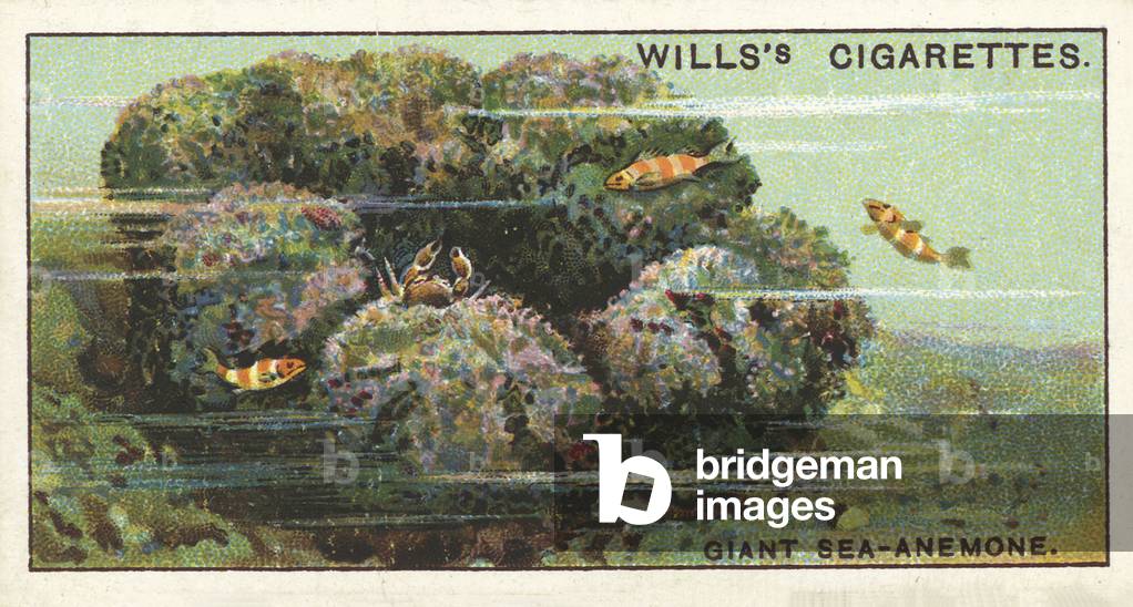 A Giant Sea-Anemone, which affords shelter to fishes and crabs (chromolitho)