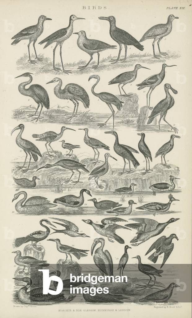 Birds (engraving)