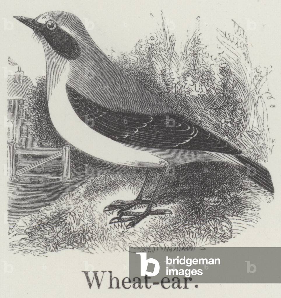 Wheatear (engraving)