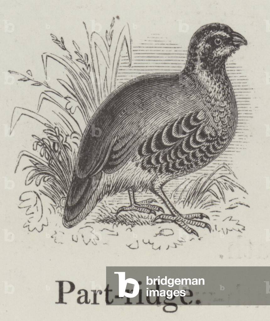 Partridge (engraving)