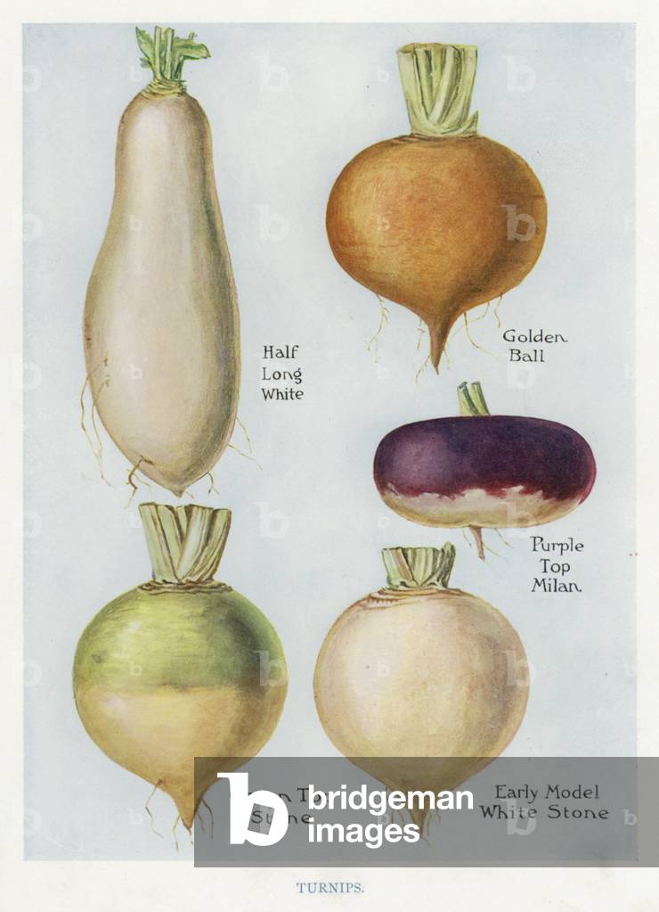Vegetable Grower's Guide: Turnips (colour litho)