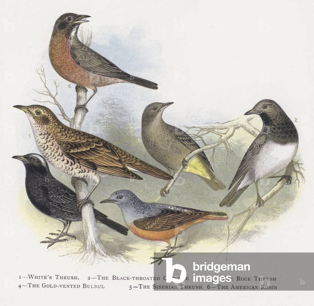 White's Thrush, The Black-throated Ouzelze, The Rock Thrush, The Gold-vented Bulbul, The Siberian Thrush, The American Robin (chromolitho)