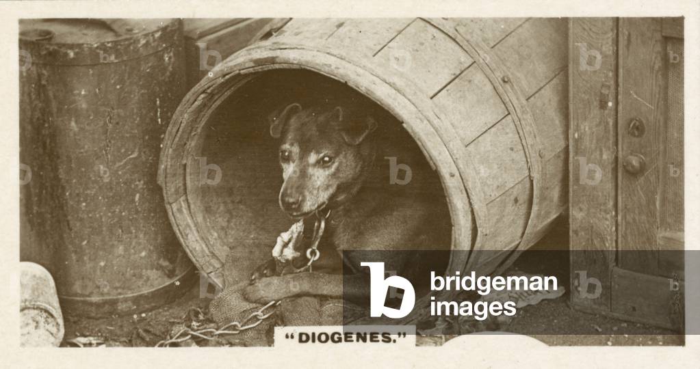 Comic Animals, Diogenes (b/w photo)