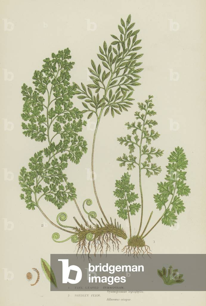 Fine Leaved Gymnogram, Parsley Fern (colour litho)