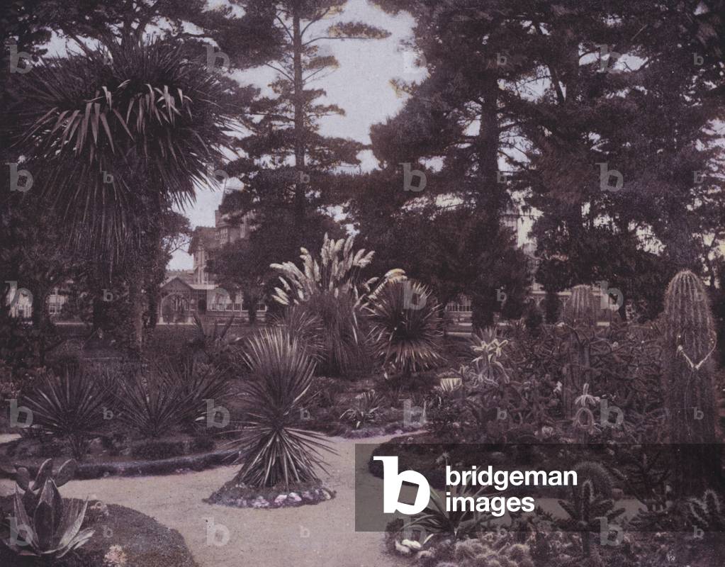 A cactus garden of Southern California (b/w photo)