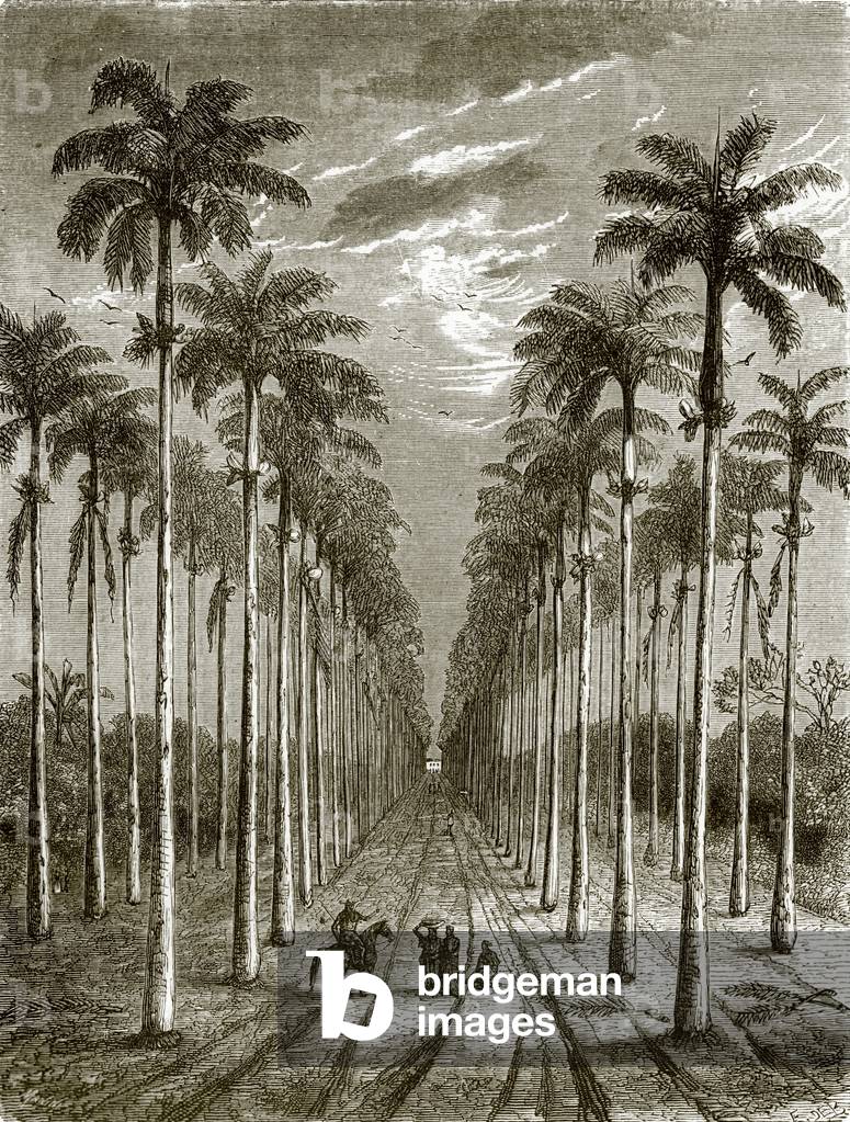 "Viale di palme" di English School, b/w